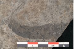 Foto (Detailansicht) von Plantae indet.  (NHMW-GEO-2024-0188-11207)